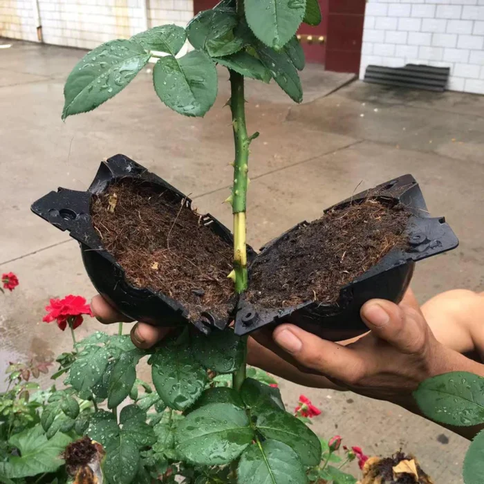 【買20送30】可重複使用的植物生根生長球 易於安裝