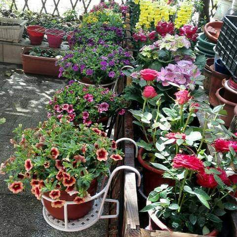 【買三送三】鐵藝吊籃花盆園藝陽臺壁掛花籃