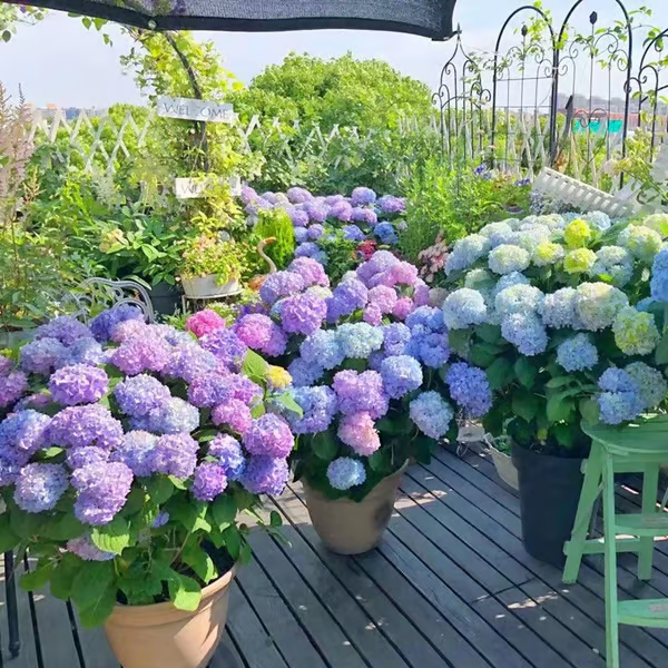 【買三送三】大隻戶外紫嫣单只磨毛绣球 DIY婚庆绣球花仿真花 摄影拍摄道具摆件人造繡球花 